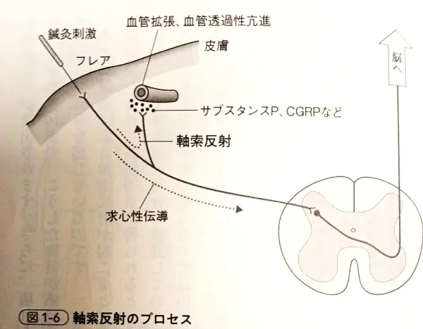 鍼経原始 鍼灸は何故効くの？ | 武蔵浦和ブロッサム鍼灸治療院・整体院