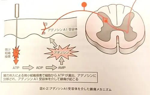 鍼灸は何故効くの？ | 武蔵浦和ブロッサム鍼灸治療院・整体院