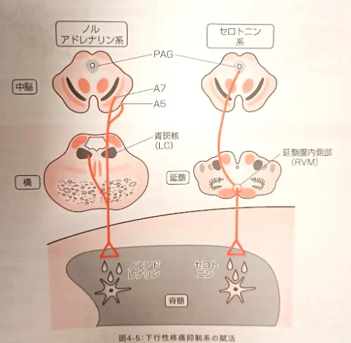 鍼灸は何故効くの？ | 武蔵浦和ブロッサム鍼灸治療院・整体院