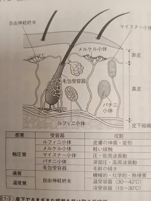 鍼のズーンという響きは何？ | 武蔵浦和ブロッサム鍼灸治療院・整体院